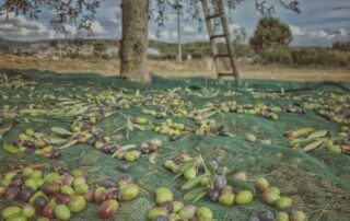 raccolta olive